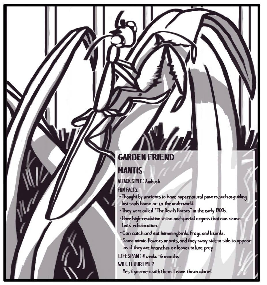 Panel 2: A praying mantis climbing up a leaf peers over its shoulder. GARDEN FRIEND MANTIS  ATTACK STYLE: Ambush FUN FACTS:  Thought by ancients to have supernatural powers, such as guiding lost souls home or to the underworld.  They were called “The Devil’s Horses” in the early 1900s.  Have high-resolution vision and special organs that can sense bats’ echolocation.  Can catch and eat hummingbirds, frogs, and lizards.  Some mimic flowers and ants, and they sway side to side to appear as if they are branches or leaves to lure prey. LIFESPAN: 4 weeks - 6 months WILL IT HURT ME? Yes, if you mess with them they will strike with their spiked forearms and attempt to bite. leave them alone!