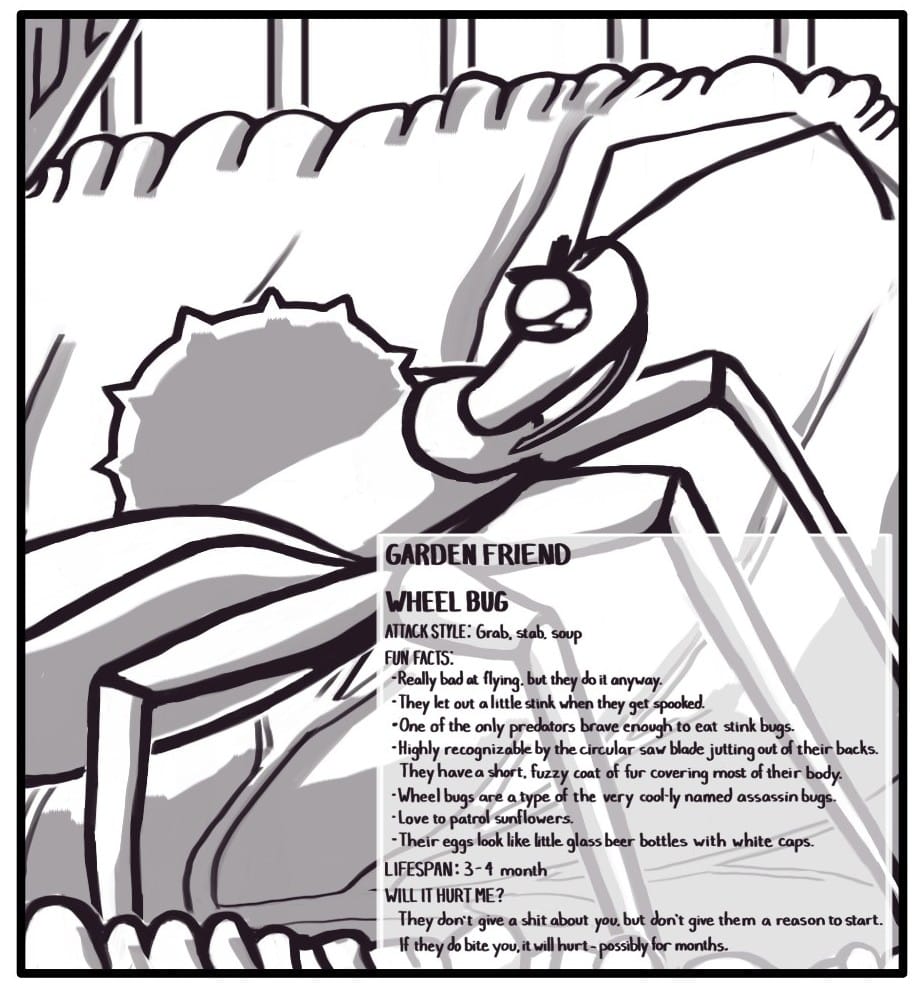 Panel 6: A wheel bug stands, ready to strike, on a leaf of kale. GARDEN FRIEND WHEEL BUG  ATTACK STYLE: Grab, stab, soup FUN FACTS:  Really bad at flying but they do it anyway.  They let out a little stink when they get spooked.  One of the only predators brave enough to eat stink bugs. Highly recognizable by the circular saw blade jutting out of their backs. They have a short fuzzy coat of fur covering most of their body.  Wheel bugs are a type of the very cool-ly named assassin bugs.  Love to patrol sunflowers.  Their eggs look like little glass beer bottles with white caps.         	LIFESPAN: 3-4 months WILL THEY HURT ME? They don’t give a shit about you, but don’t give them a reason to start. if they do bite you, it will hurt, possibly for months.