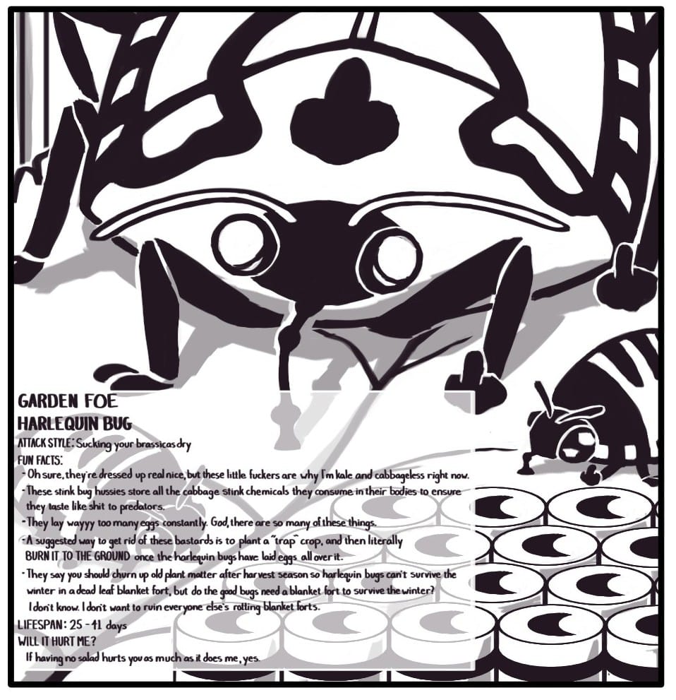 Panel 7: An entire family of harlequin bugs are sucking the life out of a leaf and flipping you off. In the foreground are rows of their flashy, striped eggs. GARDEN FOE HARLEQUIN BUG ATTACK STYLE: Sucking your brassicas dry FUN FACTS:  Oh sure they’re dressed up real nice, but these little fuckers are why i’m kale and cabbageless right now.  These stink bug hussies store all the cabbage stink chemicals they consume in their bodies to ensure they taste like shit to predators.  They lay wayyy too many eggs constantly. God, there are so many of these things.  A suggested way to get rid of these bastards is to plant a “trap” crop, and then cover the plant in straw and literally BURN IT TO THE GROUND once the harlequin bugs have laid eggs all over it. They say you should churn up old plant matter after harvest season so harlequin bugs can’t survive the winter in a dead leaf blanket fort, but do the good bugs need a blanket fort to survive the winter? I don’t know. I don’t want to ruin everyone else’s rotting blanket forts.         	LIFESPAN: 25 – 41 days         	WILL IT HURT ME?  If having no salad hurts you as much as it does me, yes.