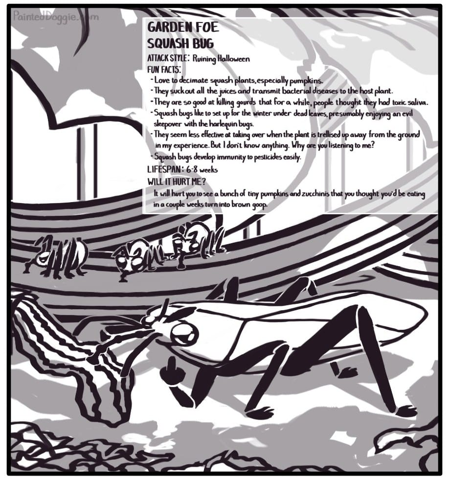 Panel 8: An adult squash bug sucks the last bit of life out of a shriveled gourd while its babies feed on the shaded stem of the gourd plant beyond. The adult flips you the bird. GARDEN FOE SQUASH BUG ATTACK STYLE: Ruining Halloween FUN FACTS:  Love to decimate squash plants, especially pumpkins.  They suck out all the juices and transmit bacterial diseases to the host plant.  They are so good at killing gourds that for a while, people thought they had toxic saliva. Squash bugs like to set up for the winter under dead leaves, presumably enjoying an evil sleepover with the harlequin bugs.  They seem less effective at taking over when the plant is trellised up away from the ground in my experience. But I don't know anything. Why are you listening to me?  Squash bugs develop immunity to pesticides easily.         	LIFESPAN: 6 – 8 weeks         	WILL IT HURT ME?  It will hurt you to see a bunch of tiny pumpkins and zucchinis that you thought you’d be eating in a couple weeks turn into brown goop.