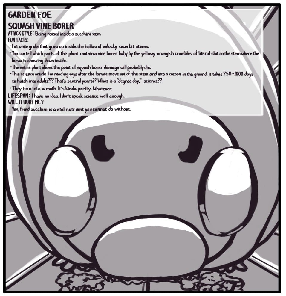Panel 9: Inside a tubular stem, a squash vine borer grub is chowing down. GARDEN FOE SQUASH VINE BORER ATTACK STYLE: Being raised inside a zucchini stem FUN FACTS:  Fat white grubs grow up inside the hollow of unlucky cucurbit stems.  You can tell which parts of the plant contain a vine borer baby by the yellowy-orangish crumbles of literal shit on the stem where the larva is chowing down inside.  The entire plant above the point of squash borer damage will probably die. This science article I’m reading says after the larva move out of the stem and into a cocoon in the ground, it takes 750 – 1000 days to hatch into adults??? That’s several years?? What is a “degree day,” science??         	LIFESPAN: I have no idea. I don’t speak science well enough.  	WILL IT HURT ME? 		Yes, fried zucchini is a vital nutrient you cannot do without.